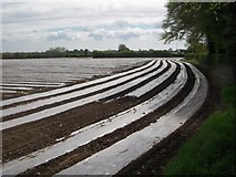O0345 : Field of Maize under propogation by C O'Flanagan