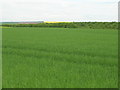 Farmland looking towards Dale Plantation