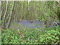 Bluebells in Gosdenheath Copse