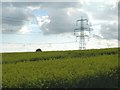 Farmland, Riplingham