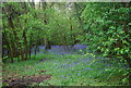 Bluebells by the Downs link