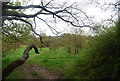 Young trees by the Downs Link