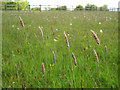 Meadow Fox-tail flowering in a hay meadow