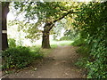 Footpath along western edge of Tredegar Park, Newport