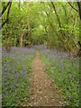 Footpath in Rook Birch Wood