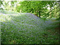 Hillfort banks on Coed y Bwnydd in bluebell season