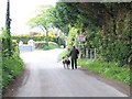 Walking the Greyhounds along Carrig Road