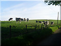 Inquisitive cattle in field at Patterton