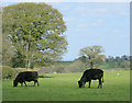 ST6250 : 2010 : Cattle in a field off Portway Lane by Maurice Pullin