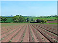 Croplines to Bury Hill