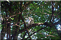 TQ8010 : Albino Squirrel by Oast House Archive