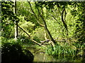 The east end of the lake at Kearsney Abbey