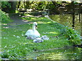 Swan with her five cygnets by Kearsney Abbey Lake