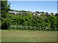 Shrubs by Three Cornered Copse