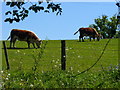 Grazing near Pitch Place