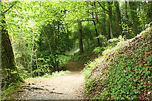 SX4268 : Calstock: path in Cothele Wood by Martin Bodman