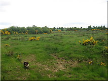 O1763 : Field at Commons, Balscaddan, Co. Dublin by Kieran Campbell