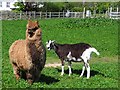 C6742 : Alpaca and goat, Stroove by Kenneth  Allen