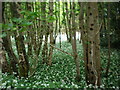 Wild garlic in Abbey grounds by River Tarff