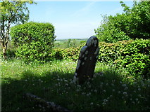 ST7807 : Early summer in Ibberton Churchyard (2) by Basher Eyre