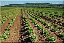 SO9343 : Field of lettuce, Birlingham by Philip Halling