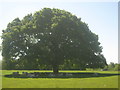 Sheep sheltering under a tree