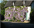 Thatched cottage with flowering wisteria, Pettistree