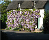 TM2955 : Thatched cottage with flowering wisteria, Pettistree by Evelyn Simak