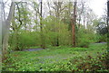 Bluebells, Little Hawks Hill Wood