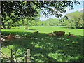 Highland cattle on Aston Hall Estate