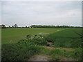 SE7627 : Fields  northeast  of  Howdendyke by Martin Dawes
