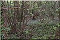 SK5146 : Bulwell Wood by Alan Murray-Rust