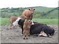 Cows and calves, near Eastern Hill Farm