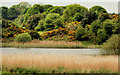 Lisbane Lough near Saintfield