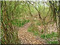 SH9739 : Willow maze at Caerau Uchaf by Christine Johnstone