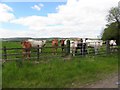 Cattle, Killylacky