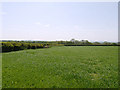 Field near Lluest-mawr farm