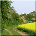 Farm track by a rape field near Brewood, Staffordshire