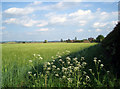 Barley near Hale Farm