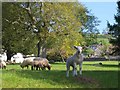 ST5048 : Sheep at Westbury-Sub-Mendip by Derek Harper