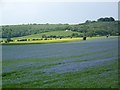 Linseed flax (Linum usitatissimum), near Fovant