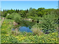 Pond at Upper Shadymoor