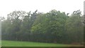 The edge of Roman Woods seen from the A281