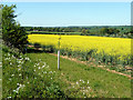 Oilseed Rape fields near Hay Street, Hertfordshire