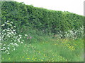 Roadside flowers near Woolfardisworthy