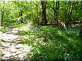 Bluebells in Paine