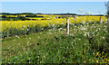 Cow Parsley near Hay Street, Hertfordshire