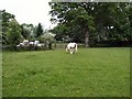 Horse in Farm at Twitterings