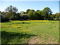 Meadow, Braughing