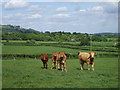 Cattle on Hill Farm, Thornhill, Cardiff